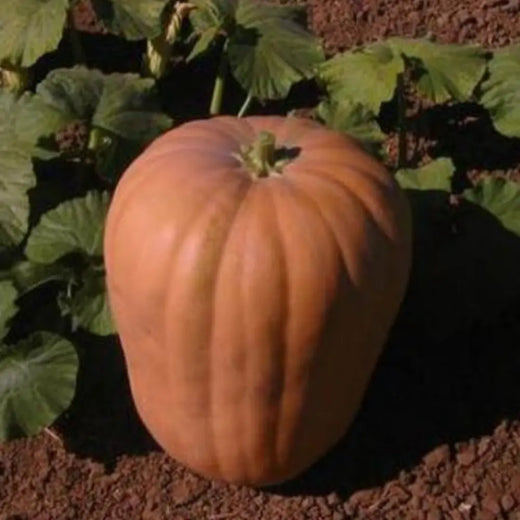 Dickinson Pumpkin Seeds