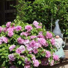 Double Pink Petunia Seeds