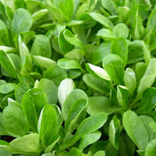 Dutch Corn Salad Seeds