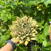 Echeveria Agavoides Seeds