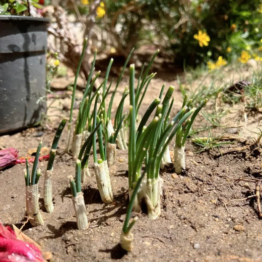 Egyptian Onion Vegetable Seeds