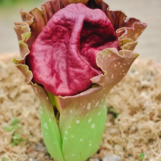 Elephant Foot Yam Seeds