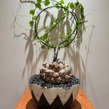 Elephants Foot Yam Seeds
