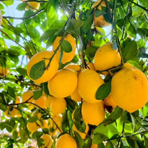 Eureka Lemon Tree Seeds