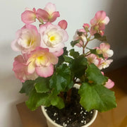 Fibrous Begonia Seeds - Rum