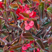 Fibrous Begonia Seeds - Whiskey
