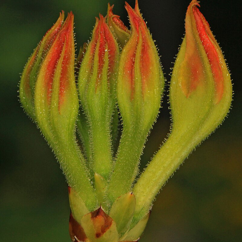 Orange Azalea Flower Seeds up to 50%