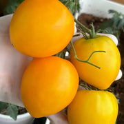 Flora Gold Micro Dwarf Tomato Seeds