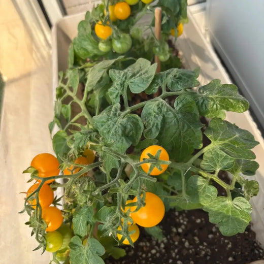 Flora Gold Micro Dwarf Tomato Seeds
