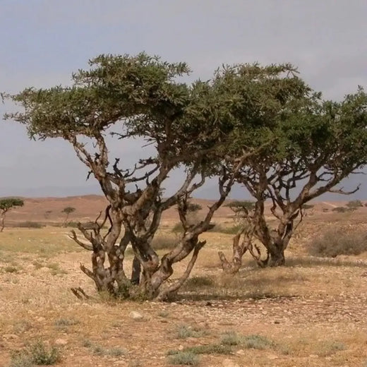 Frankincense Seeds