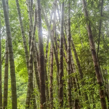 Giant Bamboo Plant Seeds
