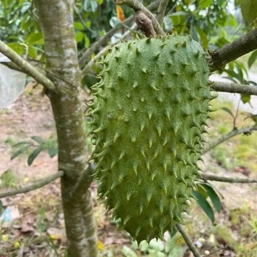 Giant Soursop Seeds