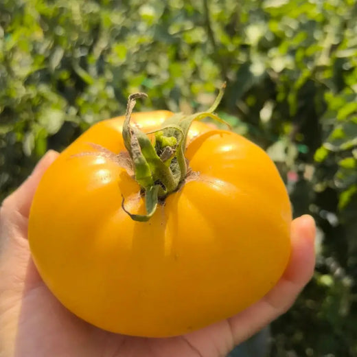 Giant Yellow Tomato Seeds
