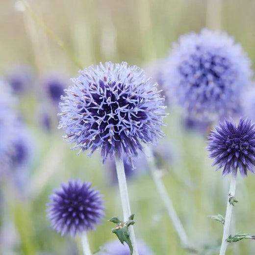 Globe Thistle Seeds - White