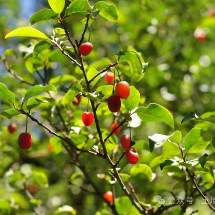 Goumi Berry Seeds