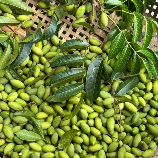 Green Olive Seeds