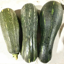 Green Striped Cushaw Seeds