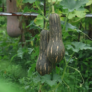 Green Striped Cushaw Seeds