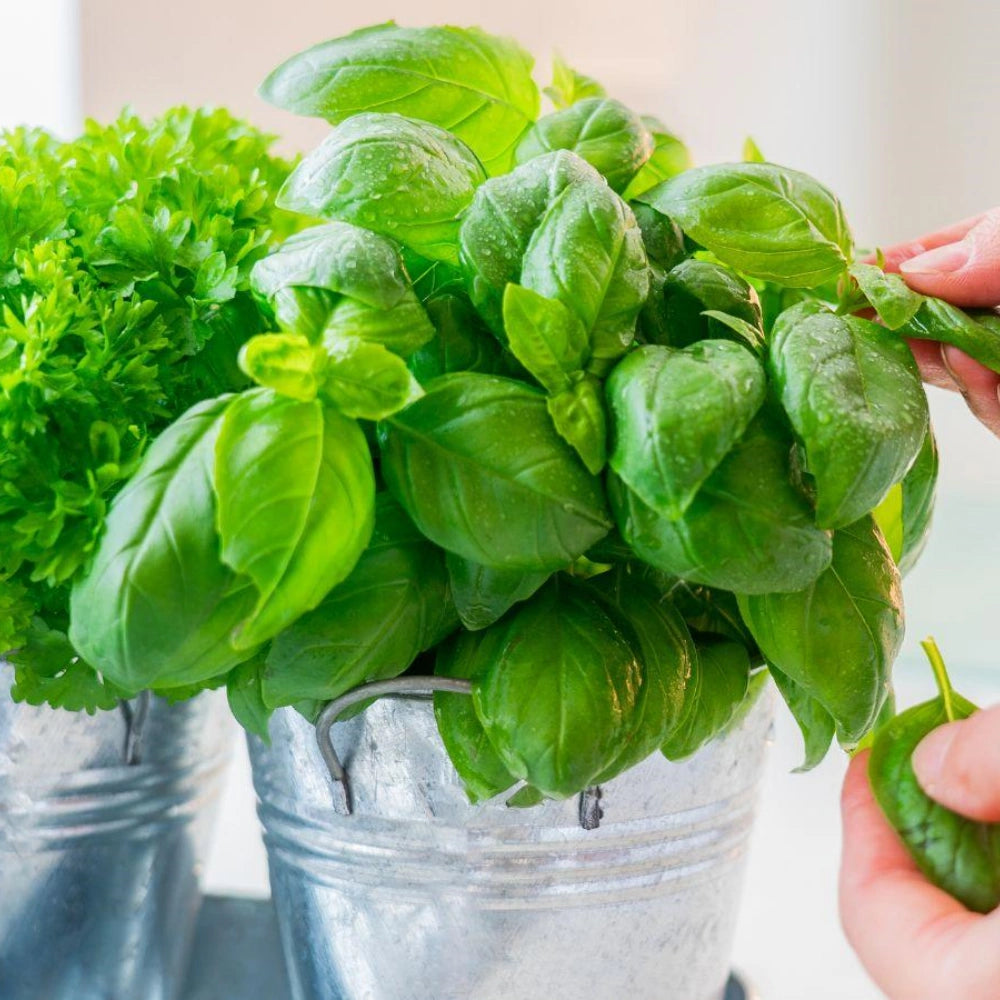Sweet Basil Herb Garden Seeds