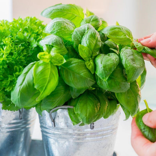 Sweet Basil Herb Seeds
