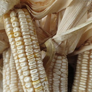 Hickory King Corn Seeds
