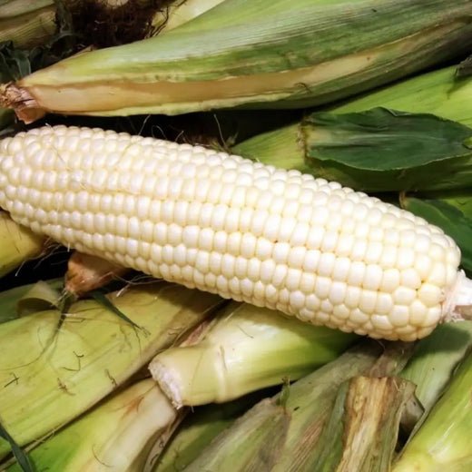 Hickory King Corn Seeds