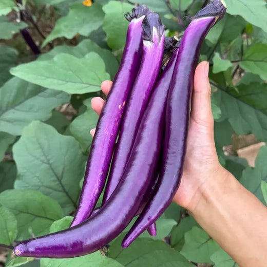 Hybrid Eggplant Seeds