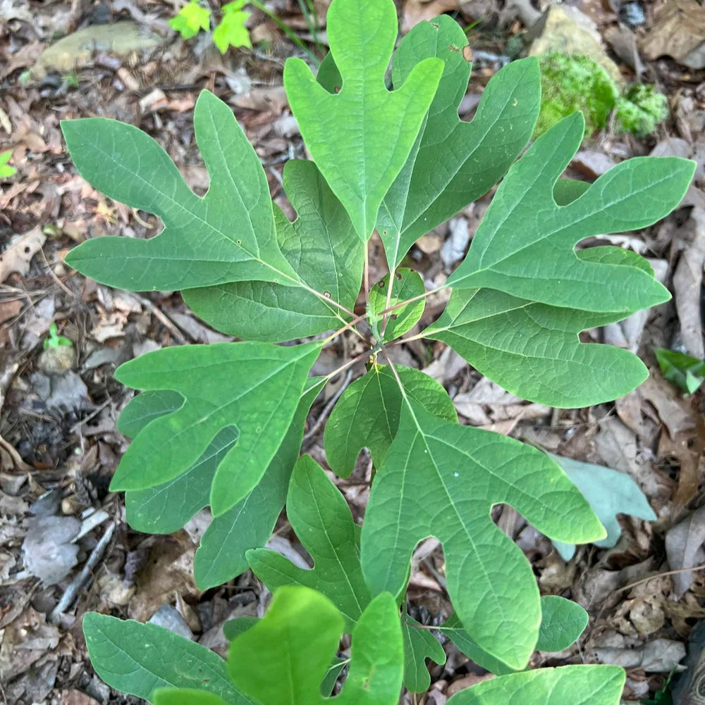 Fragrant Sassafras Tree Seeds – Up to 50%