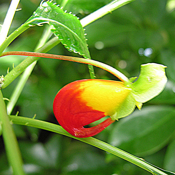Yellow Jewelweed Plant Seeds Up to 50% Off