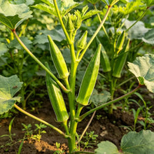 Jambalaya Okra Seeds