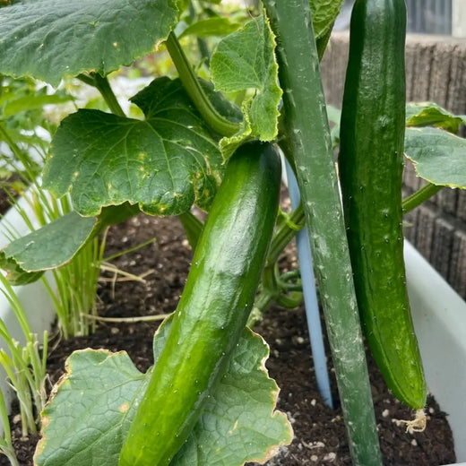 Japanese Long Cucumber Seeds