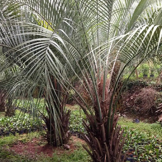Jelly Palm Seeds