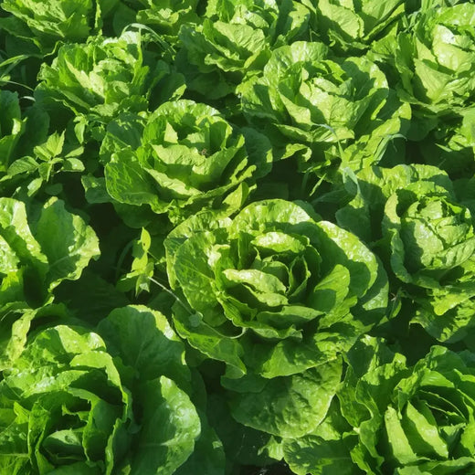 Jericho Lettuce Seeds