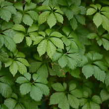 Jiaogulan Seeds