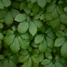 Jiaogulan Seeds
