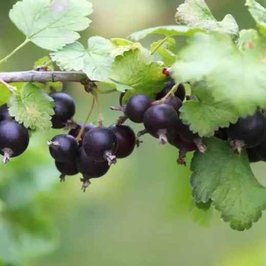Jostaberry Seeds