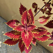 Kong Coleus Seeds - Rose