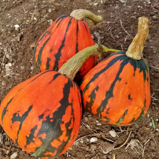 Lakota Squash Seeds