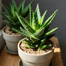 Light Green Aloe Vera Seeds