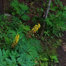 Ligularia Przewalskii Seeds