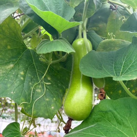 Long Gourd Vegetable Seeds