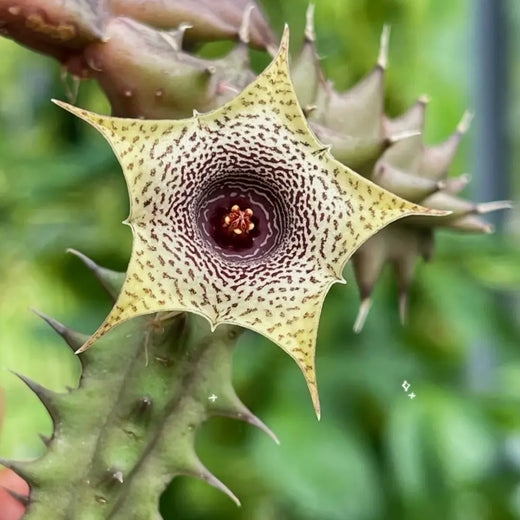 Loroco Seeds