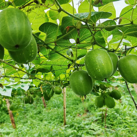 Luo Han Guo Seeds
