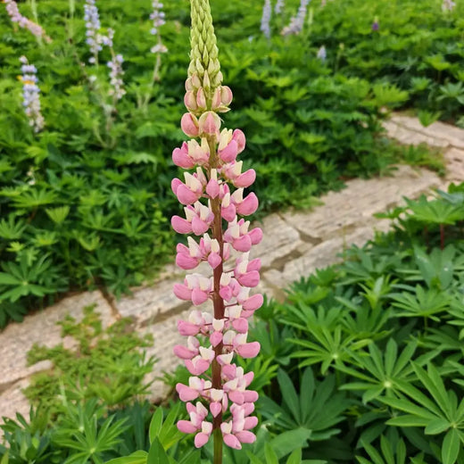 Lupini Bean Plant Seeds
