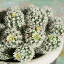 Mammillaria Cactus Seeds - Mix