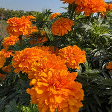Marigold Seeds