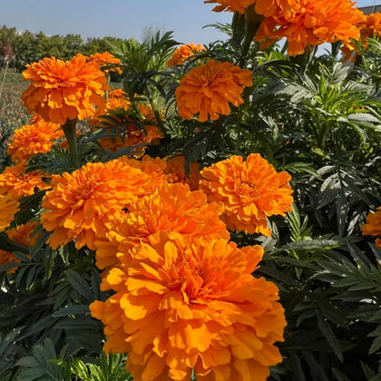 Marigold Seeds