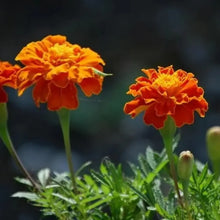 Marigold Seeds