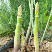 Mary Washington Asparagus Seeds
