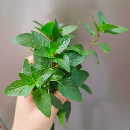 Mint Chocolate Herb Seeds